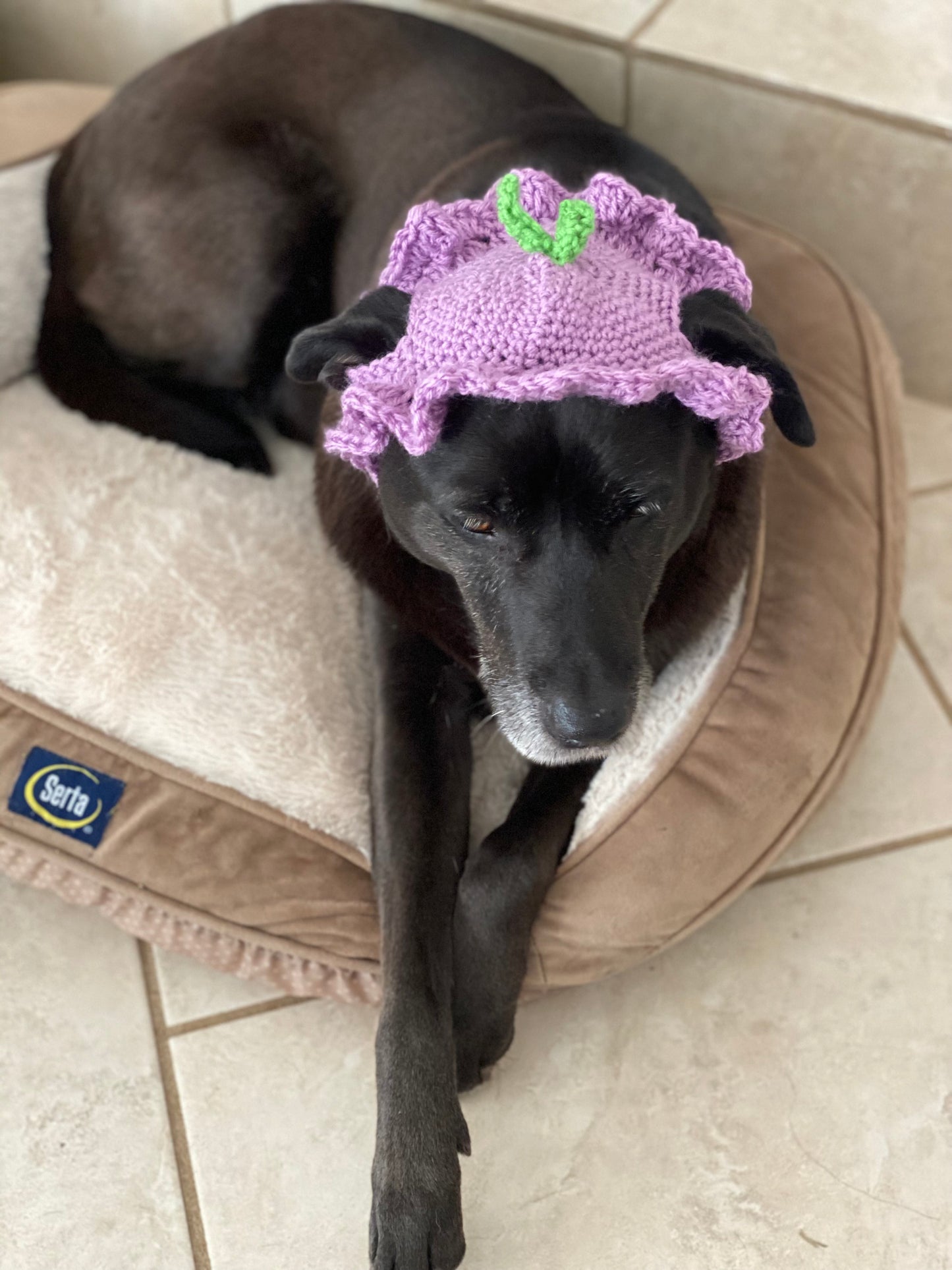 Crochet Plum Dog Hat