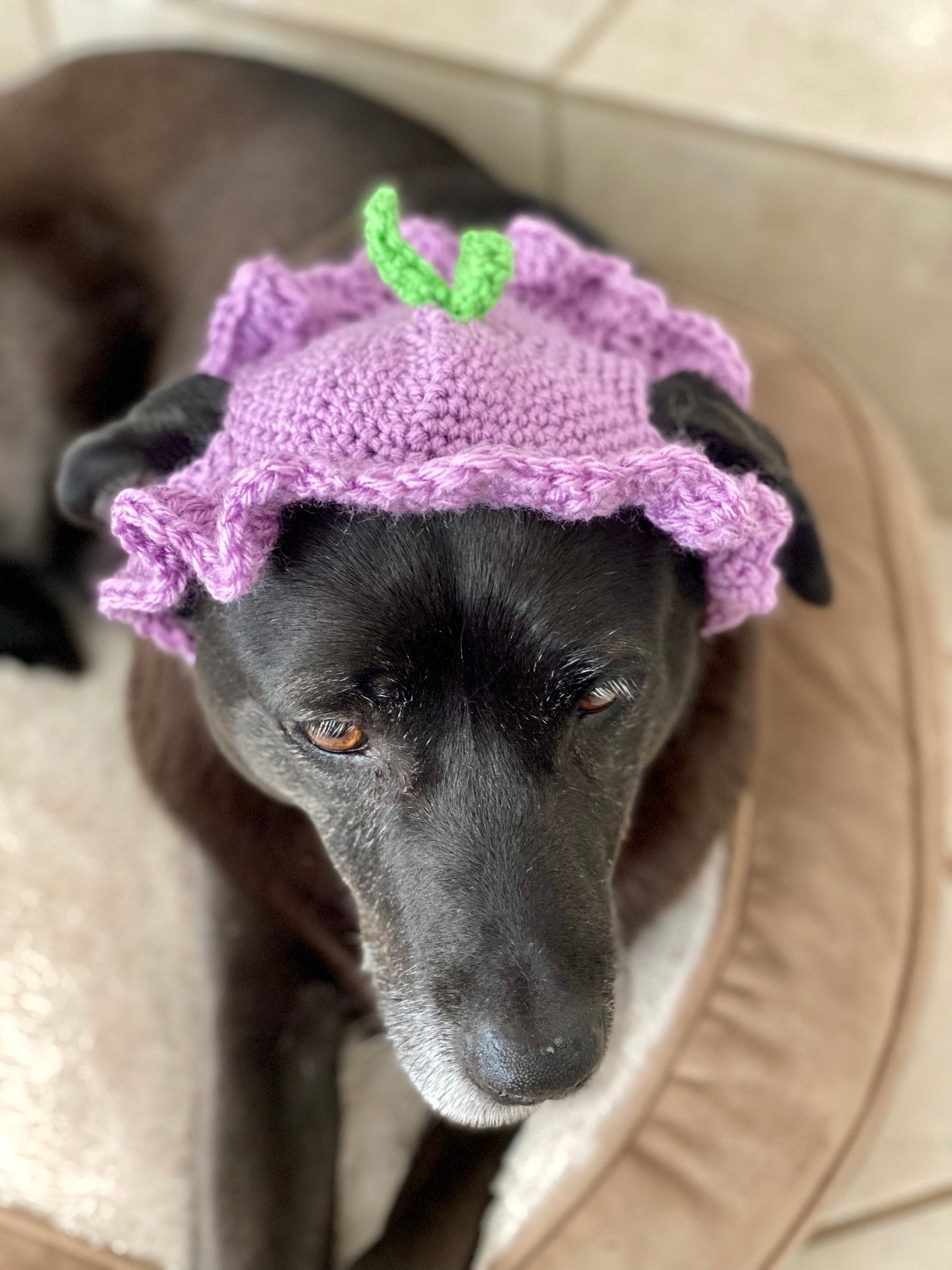 Crochet Plum Dog Hat