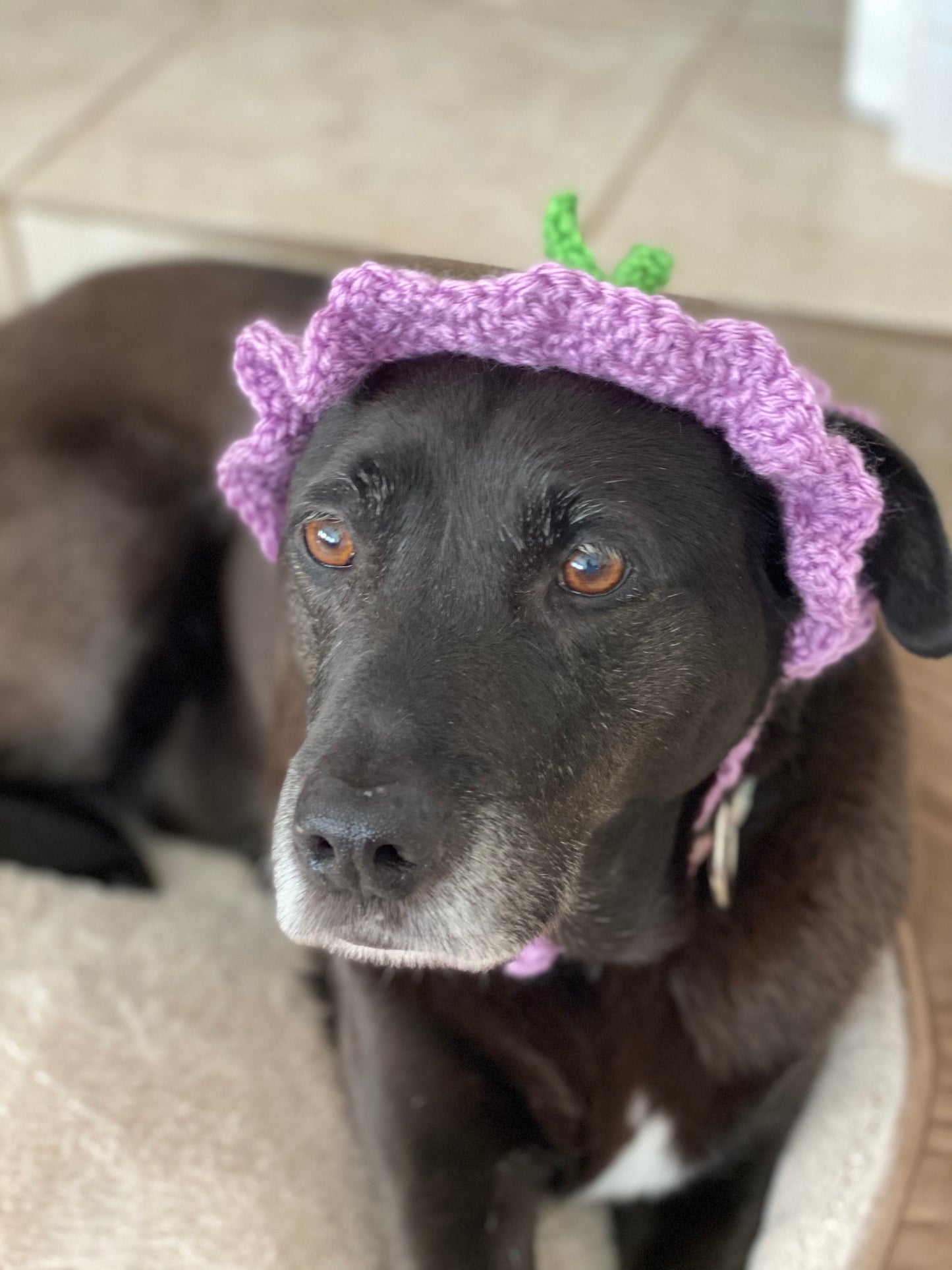 Crochet Plum Dog Hat