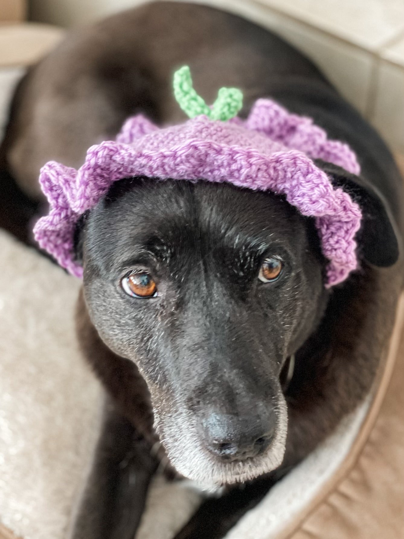 Crochet Plum Dog Hat